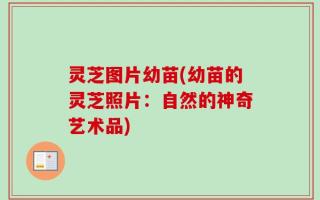 灵芝图片幼苗(幼苗的灵芝照片：自然的神奇艺术品)