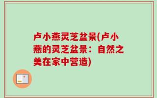 卢小燕灵芝盆景(卢小燕的灵芝盆景：自然之美在家中营造)