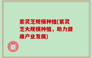 紫灵芝规模种植(紫灵芝大规模种植，助力健康产业发展)