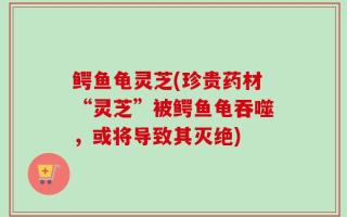 鳄鱼龟灵芝(珍贵药材“灵芝”被鳄鱼龟吞噬，或将导致其灭绝)