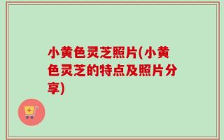 小黄色灵芝照片(小黄色灵芝的特点及照片分享)