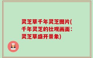 灵芝草千年灵芝图片(千年灵芝的壮观画面：灵芝草盛开景象)