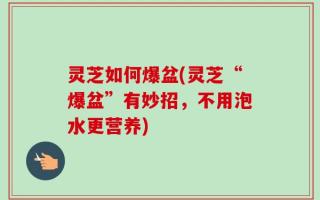 灵芝如何爆盆(灵芝“爆盆”有妙招，不用泡水更营养)