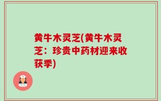黄牛木灵芝(黄牛木灵芝：珍贵中药材迎来收获季)