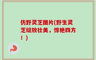 仿野灵芝图片(野生灵芝绽放壮美，惊艳四方！)