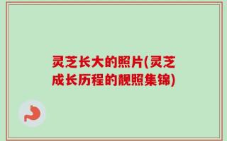 灵芝长大的照片(灵芝成长历程的靓照集锦)