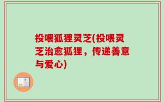 投喂狐狸灵芝(投喂灵芝治愈狐狸，传递善意与爱心)