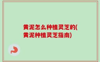 黄泥怎么种植灵芝的(黄泥种植灵芝指南)