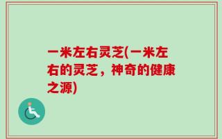 一米左右灵芝(一米左右的灵芝，神奇的健康之源)
