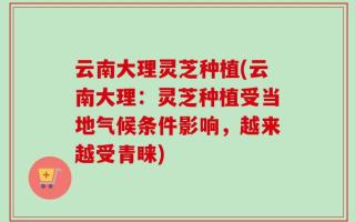 云南大理灵芝种植(云南大理：灵芝种植受当地气候条件影响，越来越受青睐)