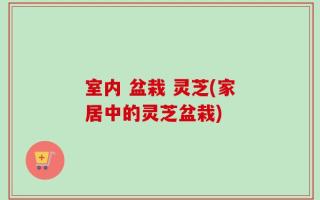 室内 盆栽 灵芝(家居中的灵芝盆栽)