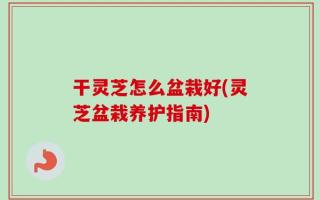 干灵芝怎么盆栽好(灵芝盆栽养护指南)