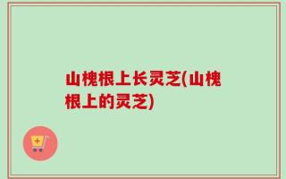 山槐根上长灵芝(山槐根上的灵芝)