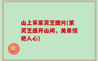 山上采紫灵芝图片(紫灵芝盛开山间，美景惊艳人心)