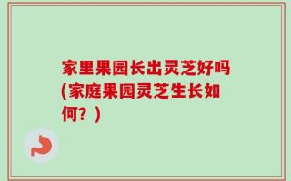 家里果园长出灵芝好吗(家庭果园灵芝生长如何？)