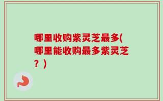 哪里收购紫灵芝最多(哪里能收购最多紫灵芝？)