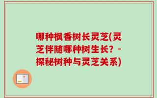 哪种枫香树长灵芝(灵芝伴随哪种树生长？-探秘树种与灵芝关系)