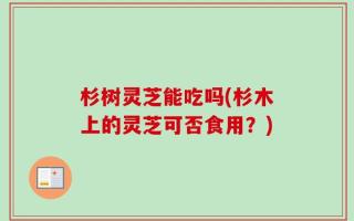 杉树灵芝能吃吗(杉木上的灵芝可否食用？)