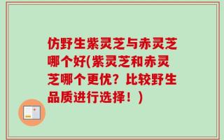 仿野生紫灵芝与赤灵芝哪个好(紫灵芝和赤灵芝哪个更优？比较野生品质进行选择！)