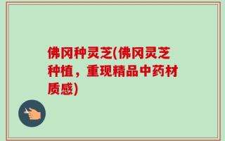 佛冈种灵芝(佛冈灵芝种植，重现精品中药材质感)