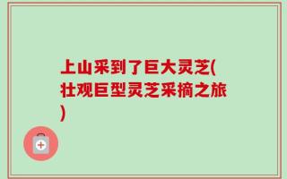 上山采到了巨大灵芝(壮观巨型灵芝采摘之旅)