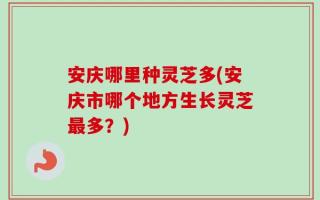 安庆哪里种灵芝多(安庆市哪个地方生长灵芝最多？)