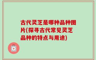古代灵芝是哪种品种图片(探寻古代常见灵芝品种的特点与用途)