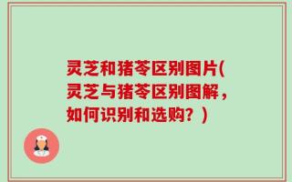 灵芝和猪苓区别图片(灵芝与猪苓区别图解，如何识别和选购？)