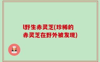 l野生赤灵芝(珍稀的赤灵芝在野外被发现)