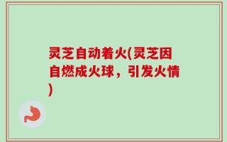 灵芝自动着火(灵芝因自燃成火球，引发火情)