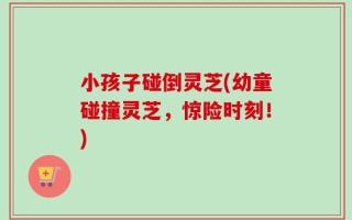 小孩子碰倒灵芝(幼童碰撞灵芝，惊险时刻！)