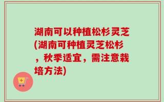 湖南可以种植松杉灵芝(湖南可种植灵芝松杉，秋季适宜，需注意栽培方法)