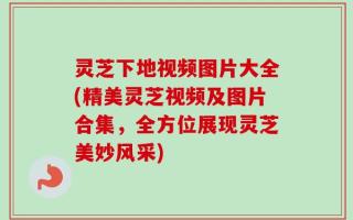 灵芝下地视频图片大全(精美灵芝视频及图片合集，全方位展现灵芝美妙风采)