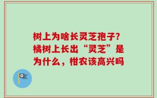 树上为啥长灵芝孢子？橘树上长出“灵芝”是为什么，柑农该高兴吗