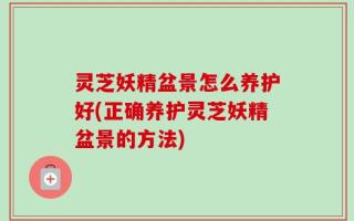 灵芝妖精盆景怎么养护好(正确养护灵芝妖精盆景的方法)