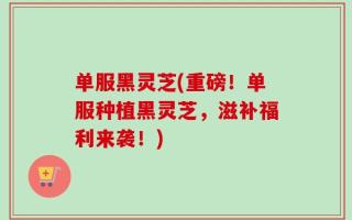 单服黑灵芝(重磅！单服种植黑灵芝，滋补福利来袭！)
