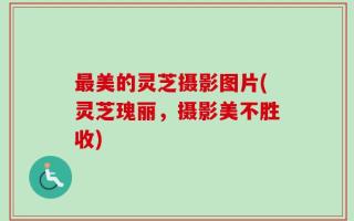 最美的灵芝摄影图片(灵芝瑰丽，摄影美不胜收)