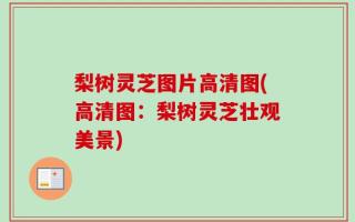 梨树灵芝图片高清图(高清图：梨树灵芝壮观美景)