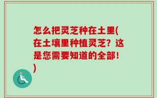 怎么把灵芝种在土里(在土壤里种植灵芝？这是您需要知道的全部！)
