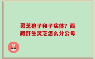 灵芝孢子和子实体？西藏野生灵芝怎么分公母