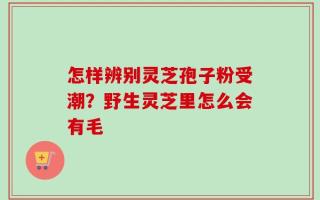 怎样辨别灵芝孢子粉受潮？野生灵芝里怎么会有毛