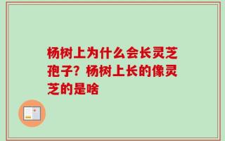 杨树上为什么会长灵芝孢子？杨树上长的像灵芝的是啥