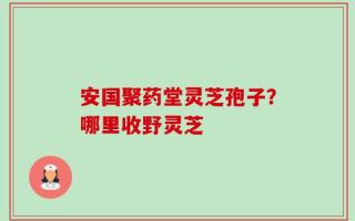 安国聚药堂灵芝孢子？哪里收野灵芝