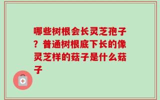 哪些树根会长灵芝孢子？普通树根底下长的像灵芝样的菇子是什么菇子