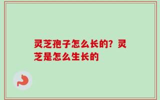 灵芝孢子怎么长的？灵芝是怎么生长的