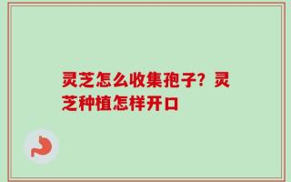 灵芝怎么收集孢子？灵芝种植怎样开口