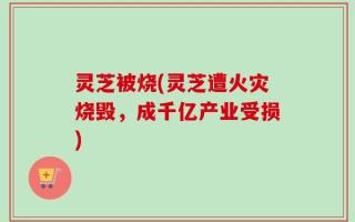 灵芝被烧(灵芝遭火灾烧毁，成千亿产业受损)