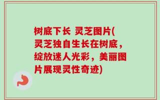 树底下长 灵芝图片(灵芝独自生长在树底，绽放迷人光彩，美丽图片展现灵性奇迹)