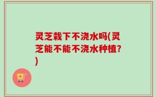灵芝栽下不浇水吗(灵芝能不能不浇水种植？)