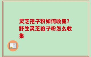 灵芝孢子粉如何收集？野生灵芝孢子粉怎么收集